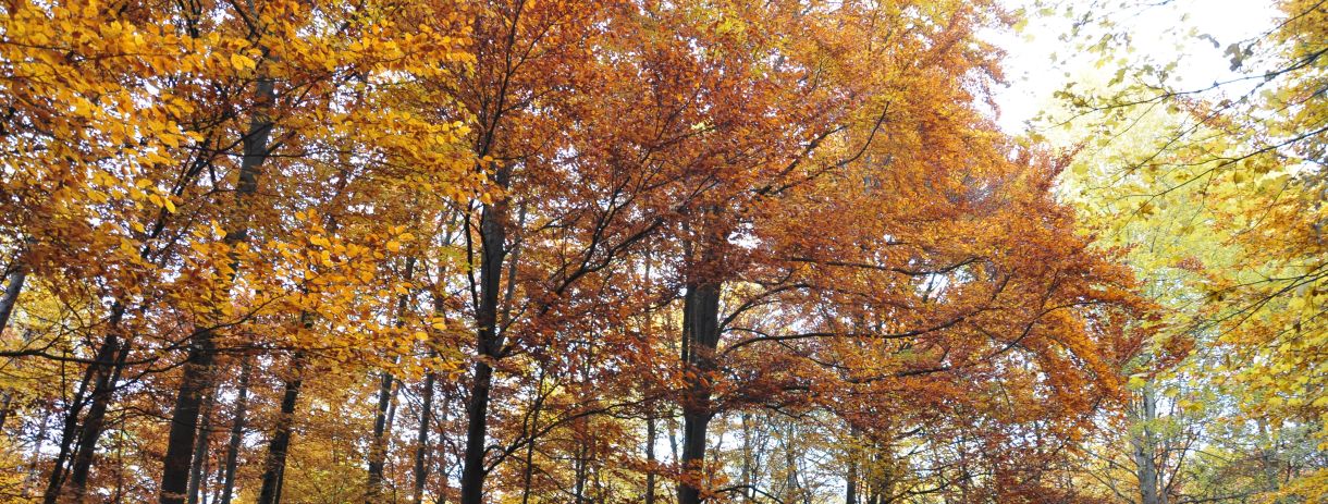Laubwald mit orange und gelb gefärbtem Herbstlaub; Bild: Elke Leitner/Flächenagentur BWZukunft.Land