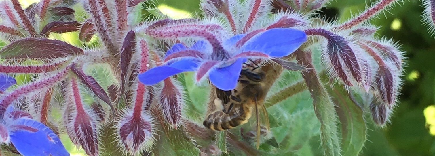 Biene auf Blüte