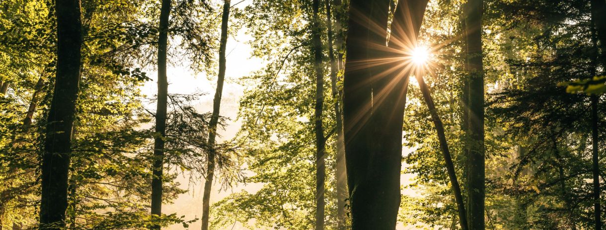 Sonne strahlt durch einen lichten Buchenwald