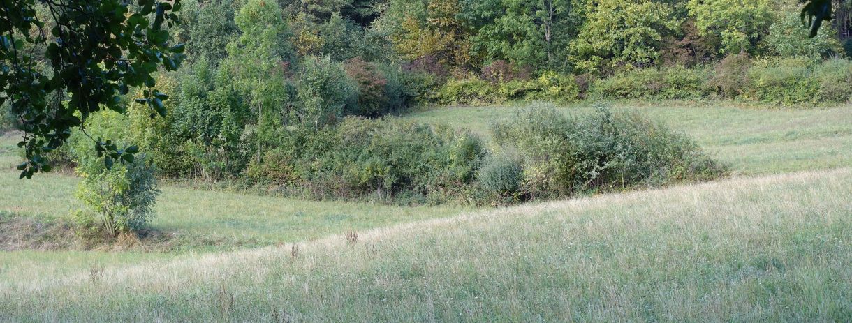 Feldhecke und alte Ackerraine bei GD-Weiler; Bild Susanne Mezger LEL