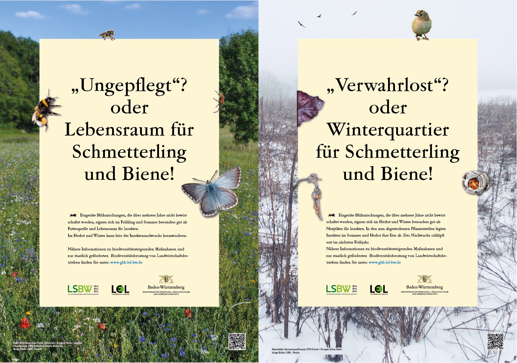 Insektenentwicklung Sommer und Winter