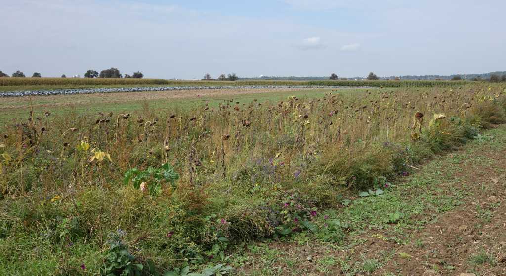 Grünland; Bild  R.Greiner - 2017 - PIK11