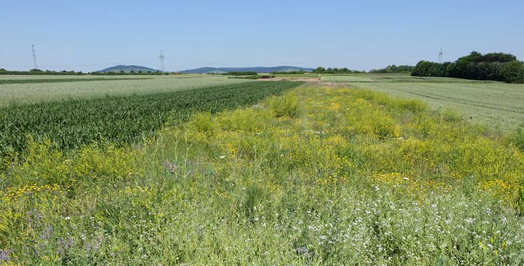 Grünland; Bild R.Greiner - 2017 - PIK17