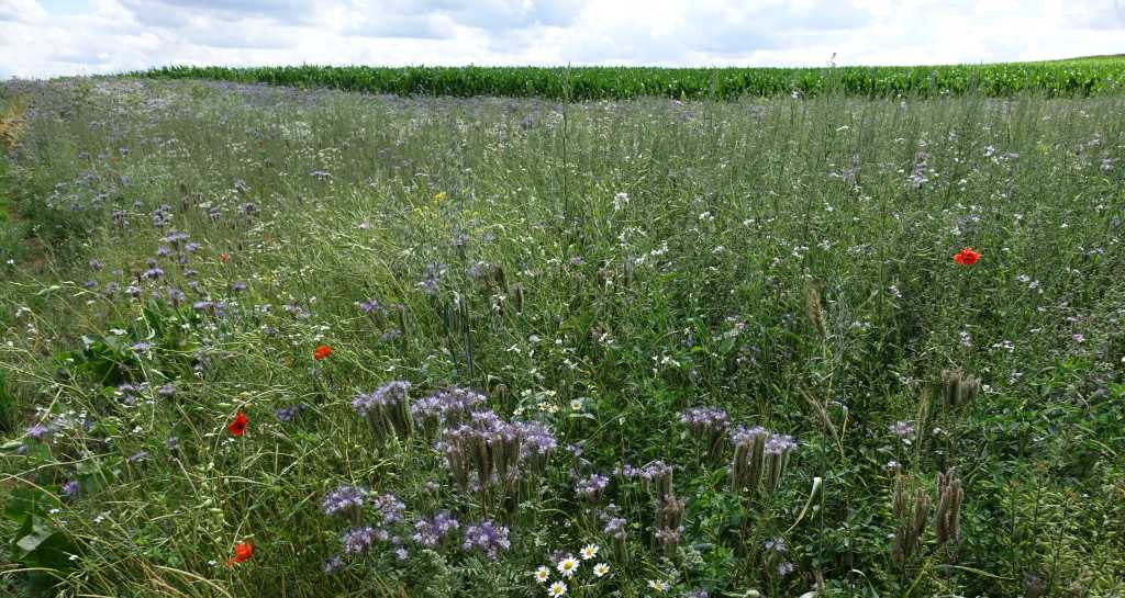Grünland; Bild R.Greiner - 2017 - PIK4