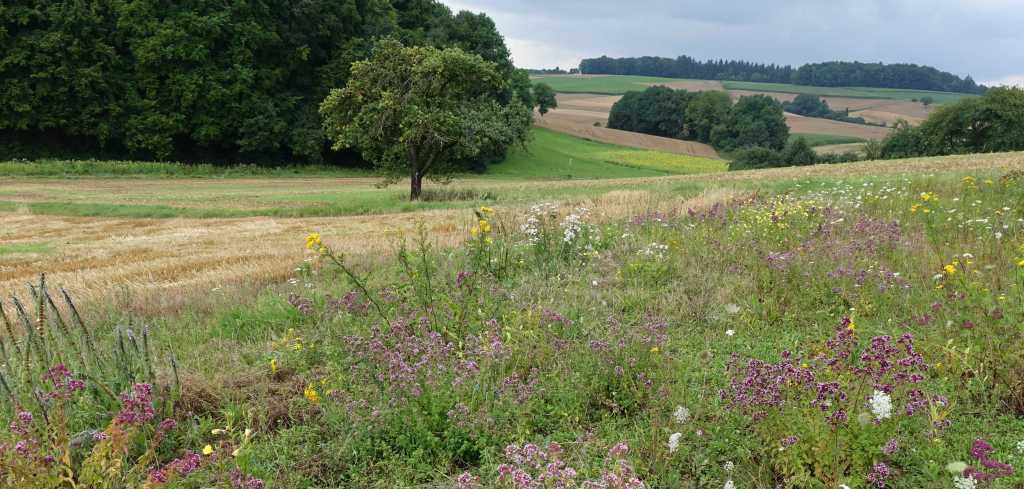 Grünland; Bild R.Greiner - 2017 - PIK26