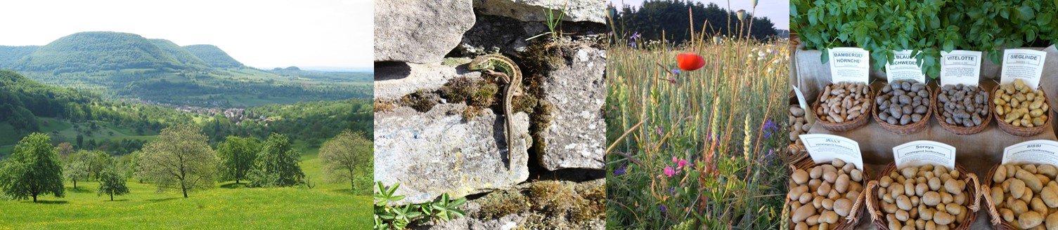 Berglandschaft, Mauereidechse, Klatschmohn, Samenvielfalt 