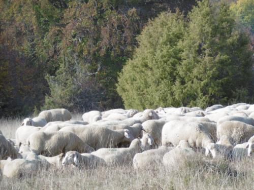 Beweidung durch Schafe