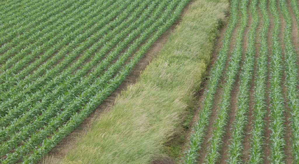 Grünland; Bild R.Greiner - 2017 - PIK15