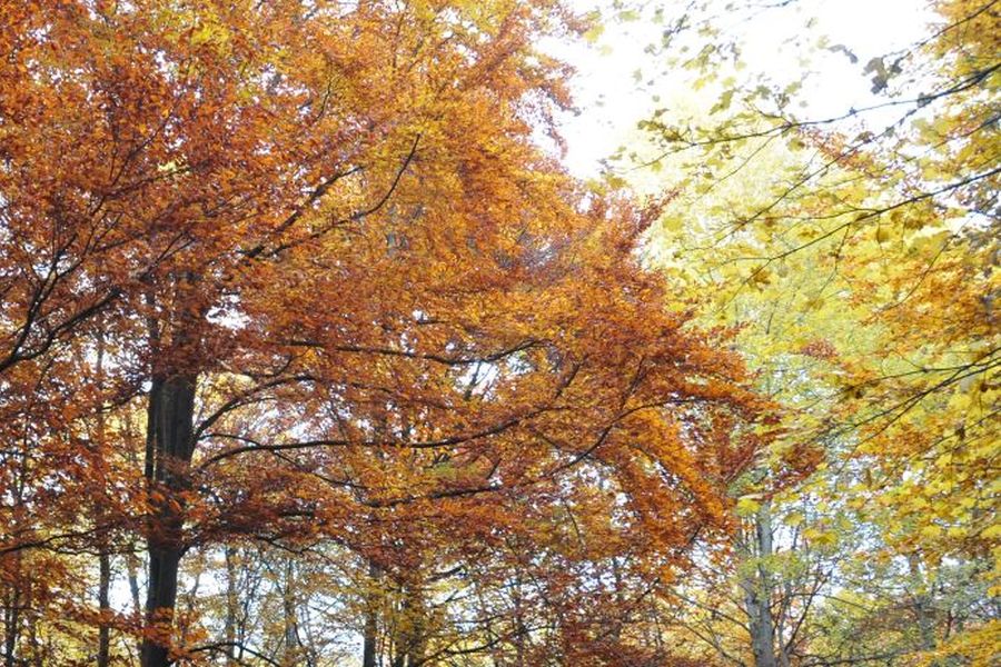 Laubwald mit orange und gelb gefärbtem Herbstlaub; Bild: Elke Leitner/Flächenagentur BWZukunft.Land